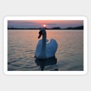 Sunset Swan Sticker